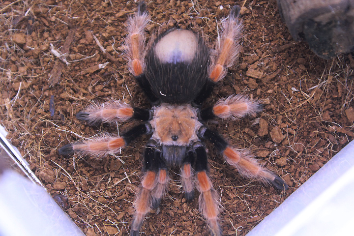 Mexican fireleg (Brachypelma boehmei)