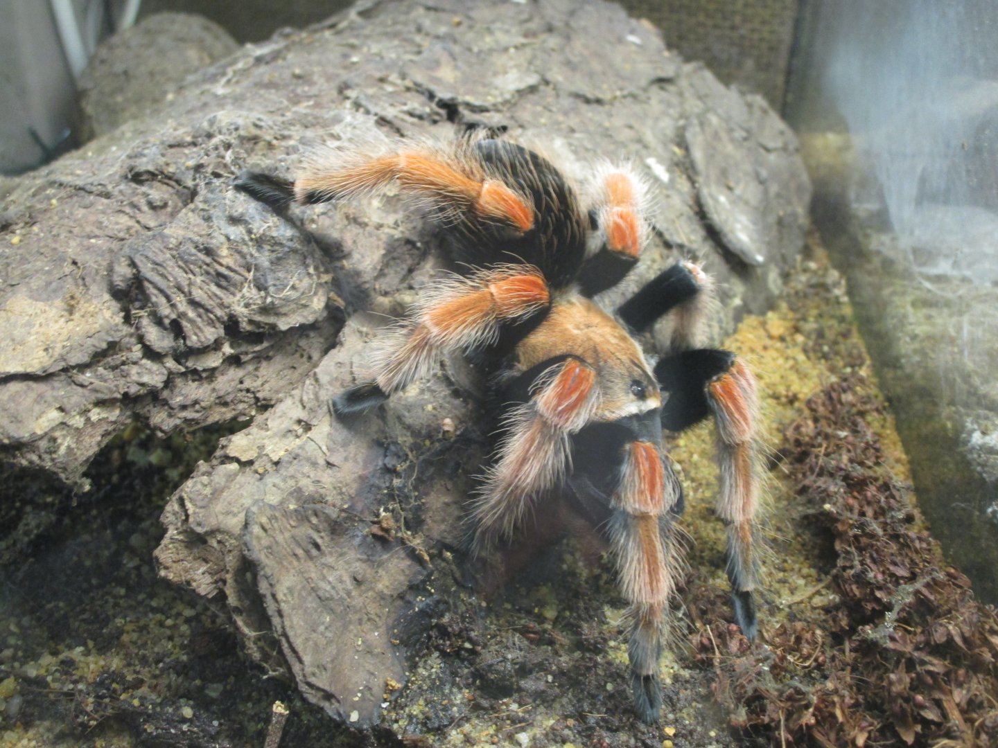 Mexican Fireleg Tarantula - Akva Tera
