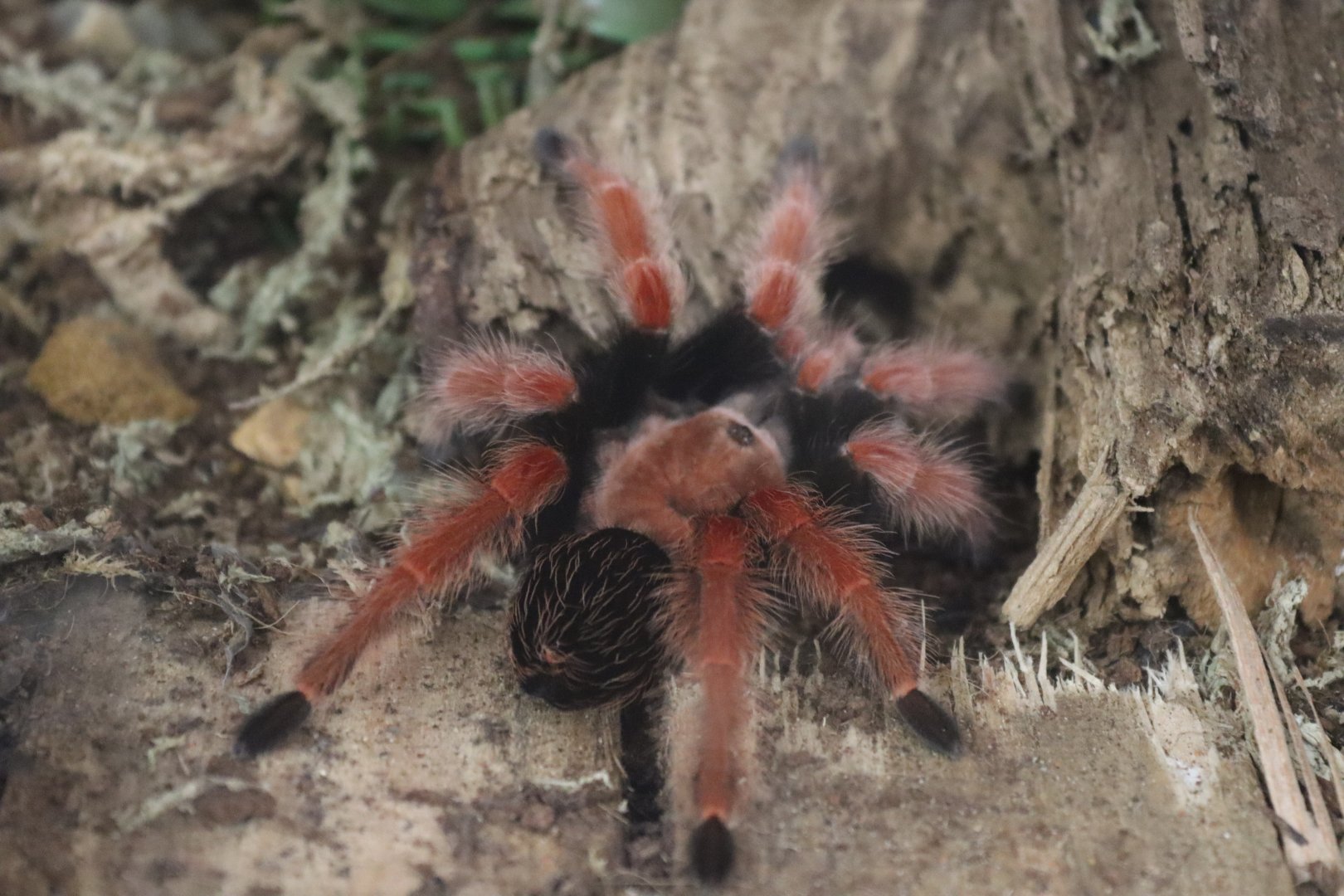 Mexican fireleg tarantula (Brachypelma boehmei) BugParc, 08/2024