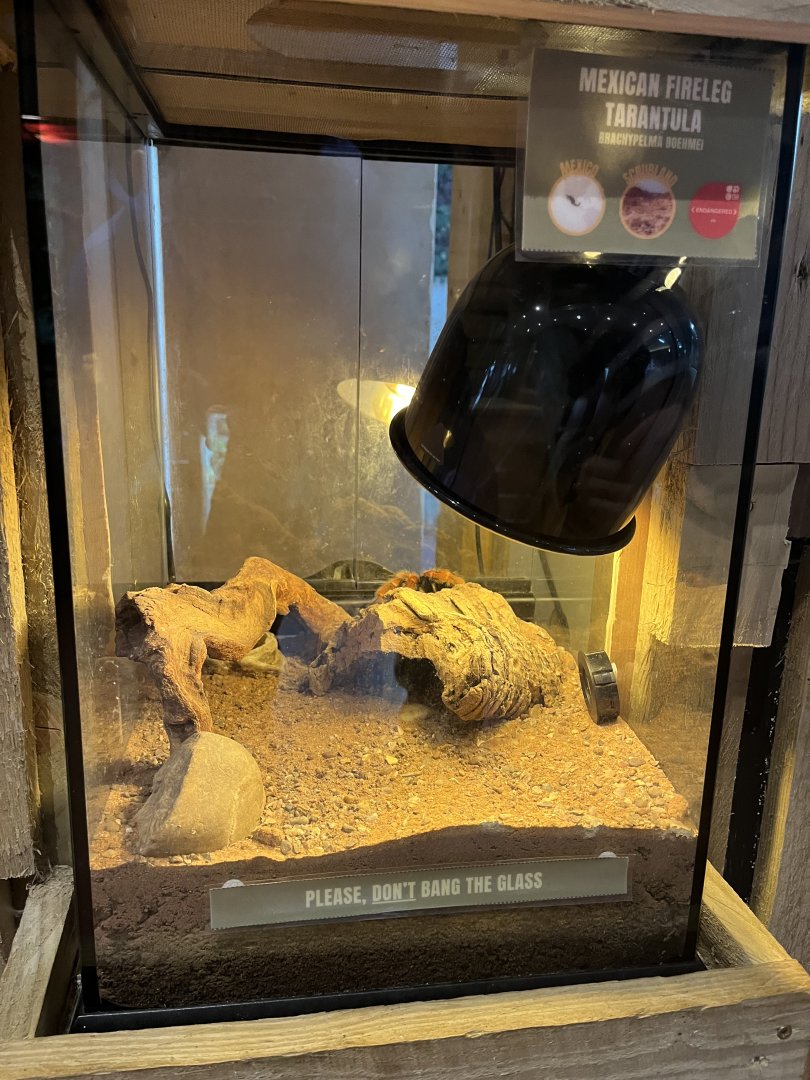 Mexican fireleg tarantula exhibit 1.9.25