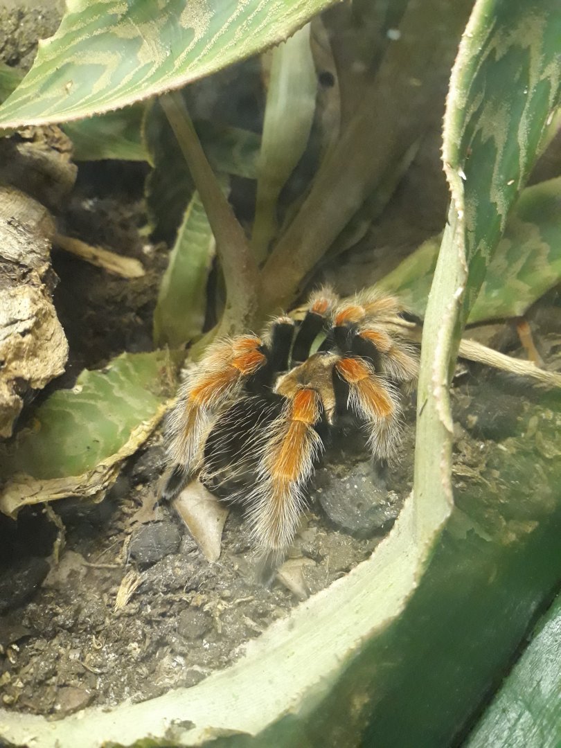 Mexican fireleg tarantula