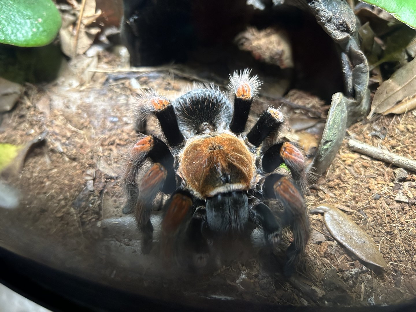 Mexican Fireleg Tarantula
