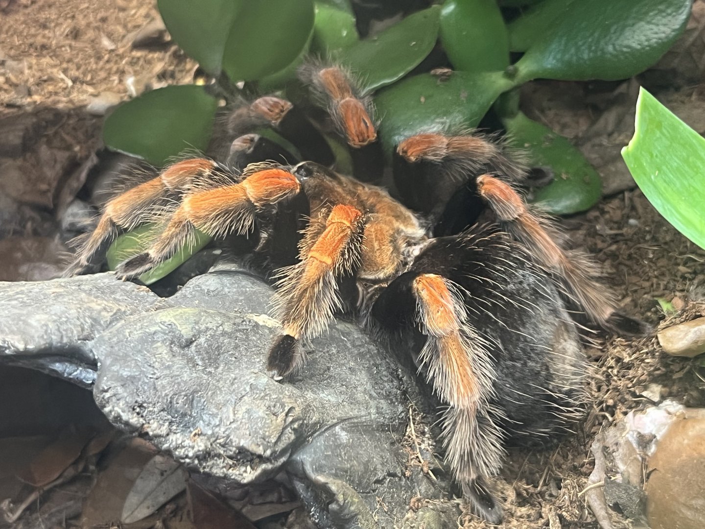 Mexican Fireleg Tarantula