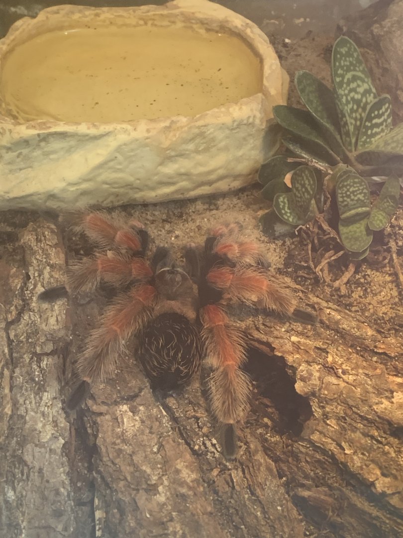 Mexican fireleg tarantula