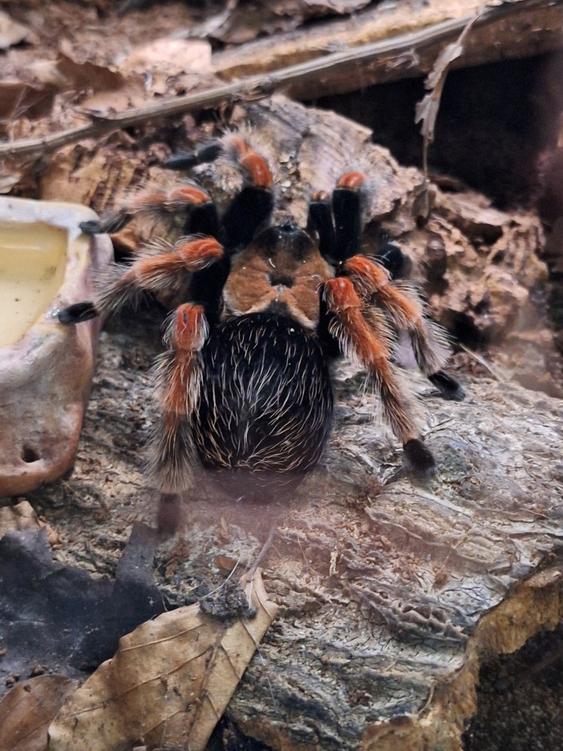 Mexican Fireleg Tarantula