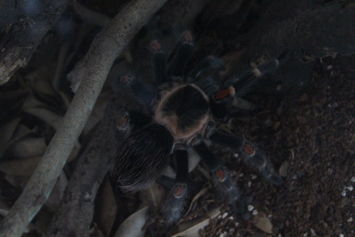 Mexican flame knee (Brachypelma auratum)
