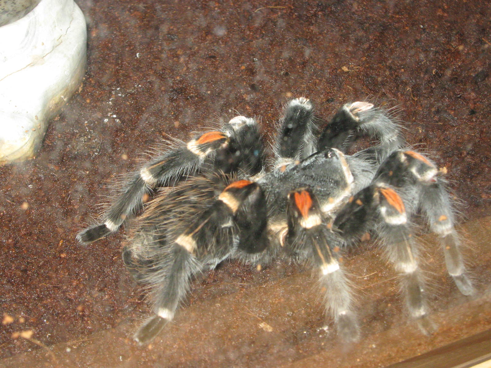 Mexican flame-knee tarantula (Brachypelma auratum)