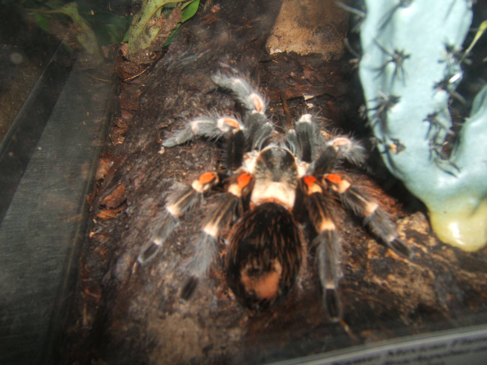 Mexican Flame Knee Tarantula