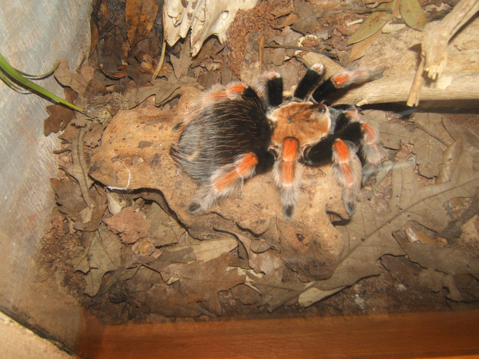 Mexican Flame Leg Spider (Brachypelma boehmei)