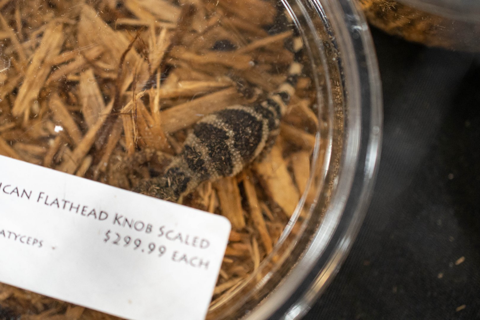 Mexican Flathead Knob-scaled Lizard- Xenosaurus platyceps