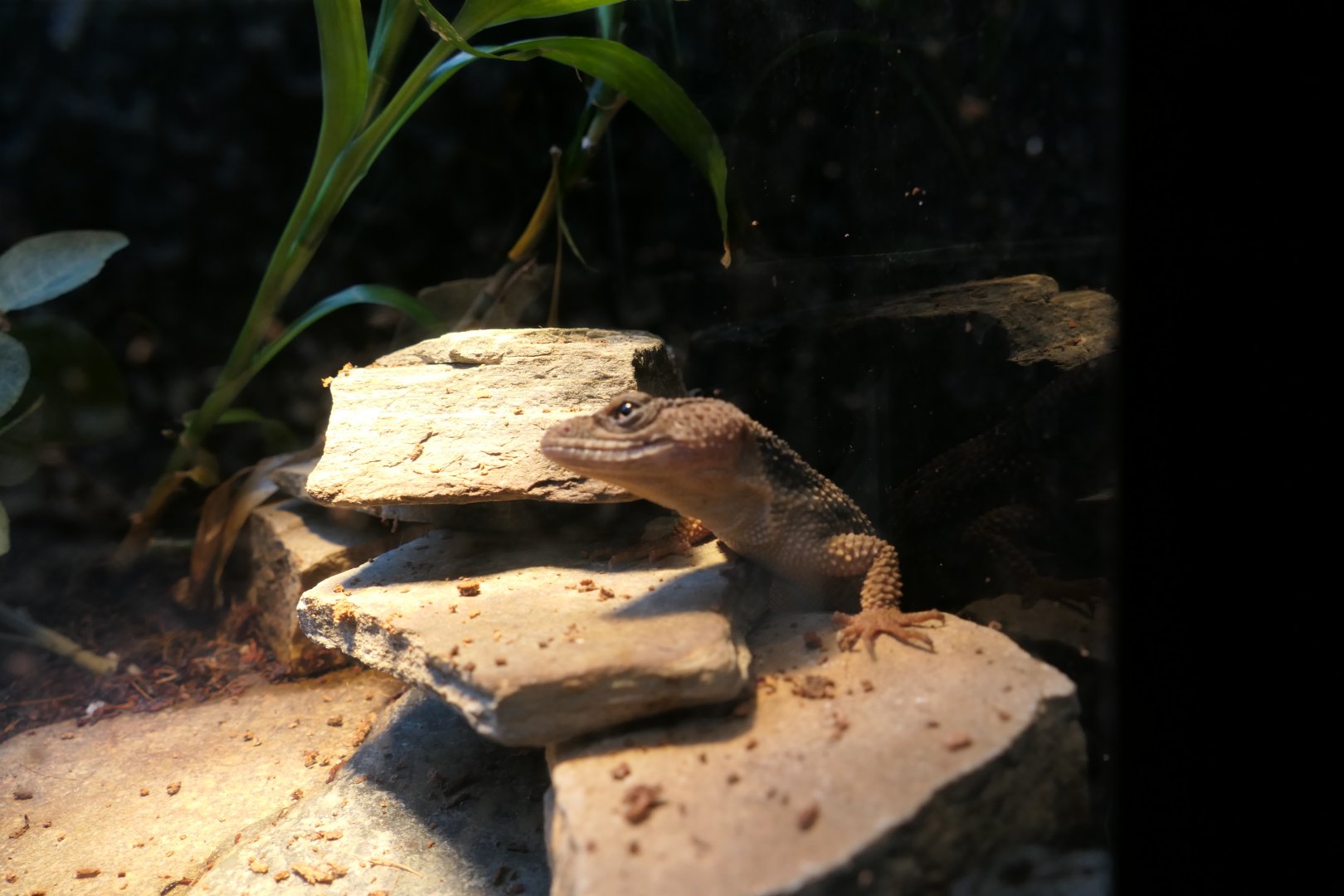 Mexican Flathead Knob-scaled Lizard