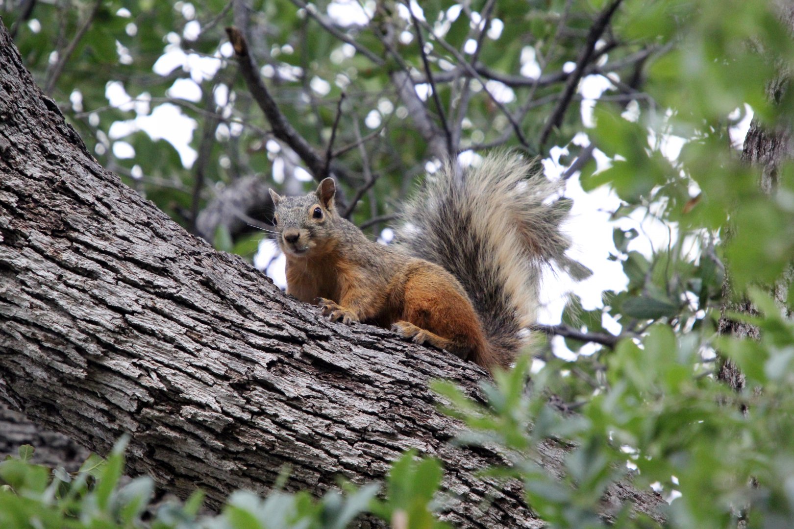 Mexican fox squirrel (Sciurus nayaritensis)