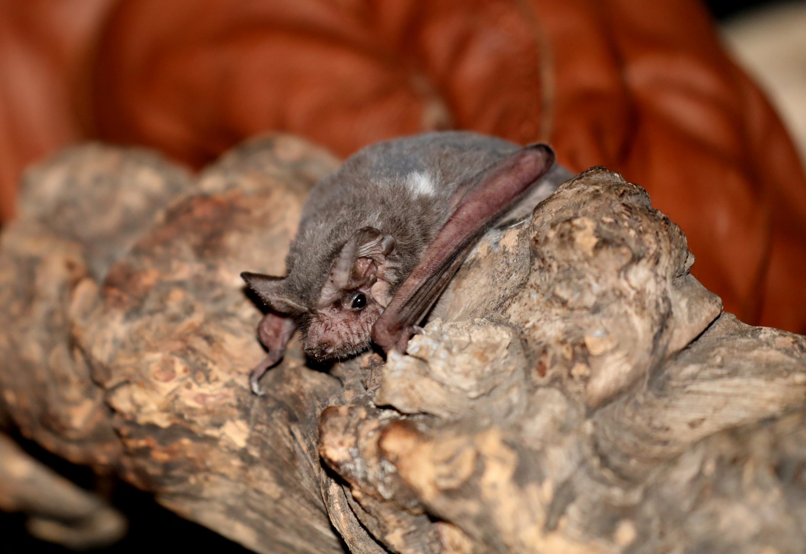 Mexican free-tailed bat or Brazilian free-tailed bat (Tadarida brasiliensis)