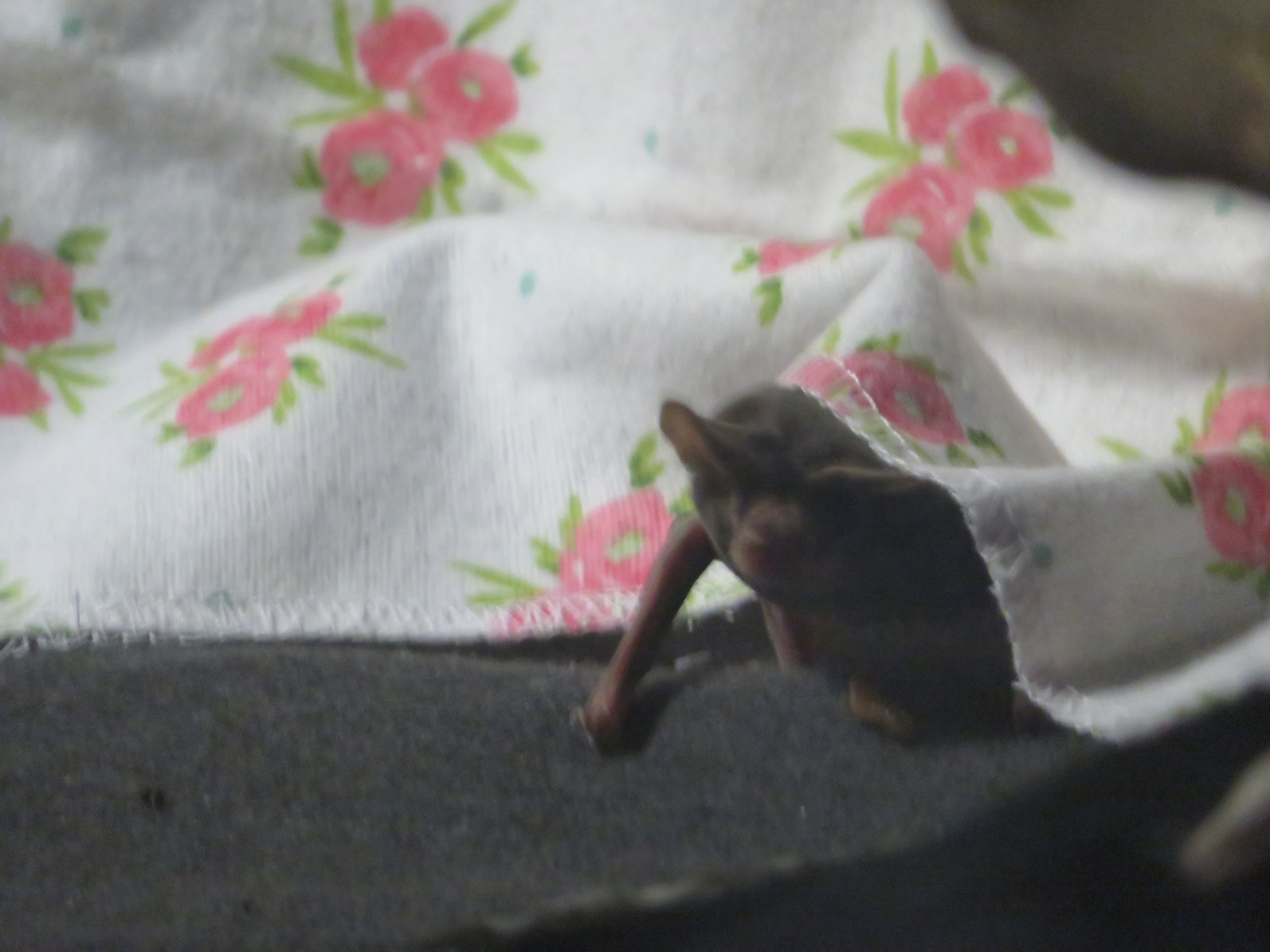 Mexican Free-tailed Bat