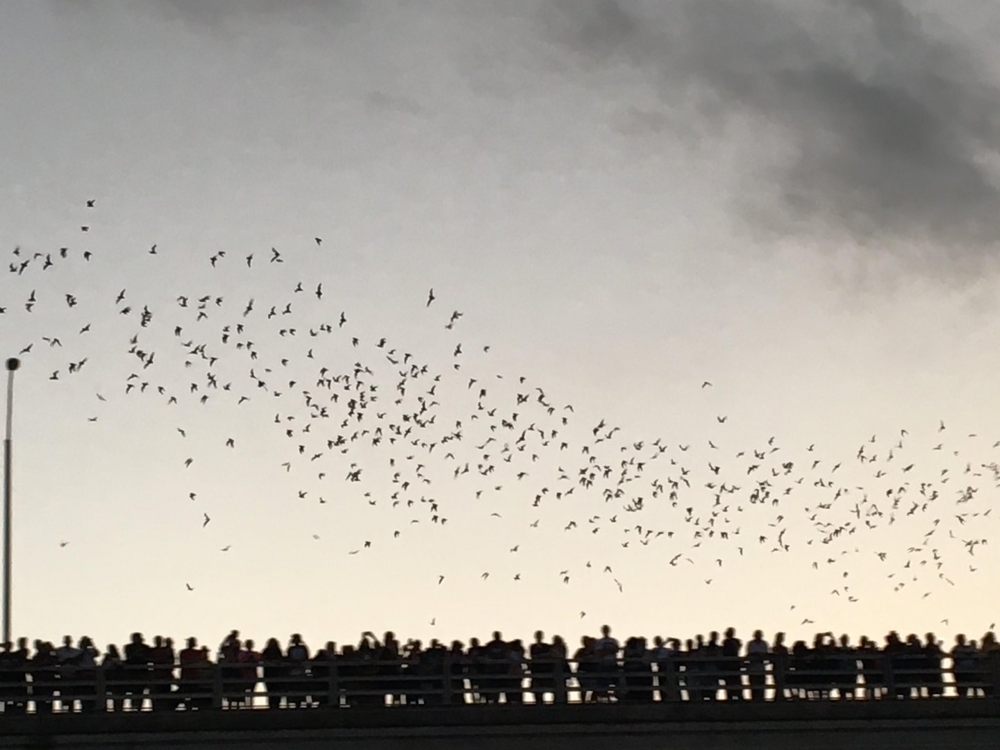Mexican free-tailed bats