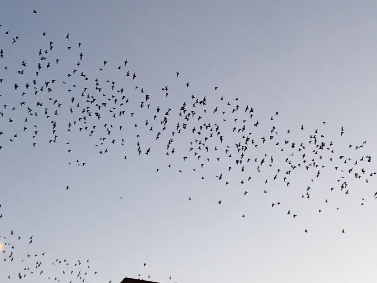 Mexican free-tailed bats