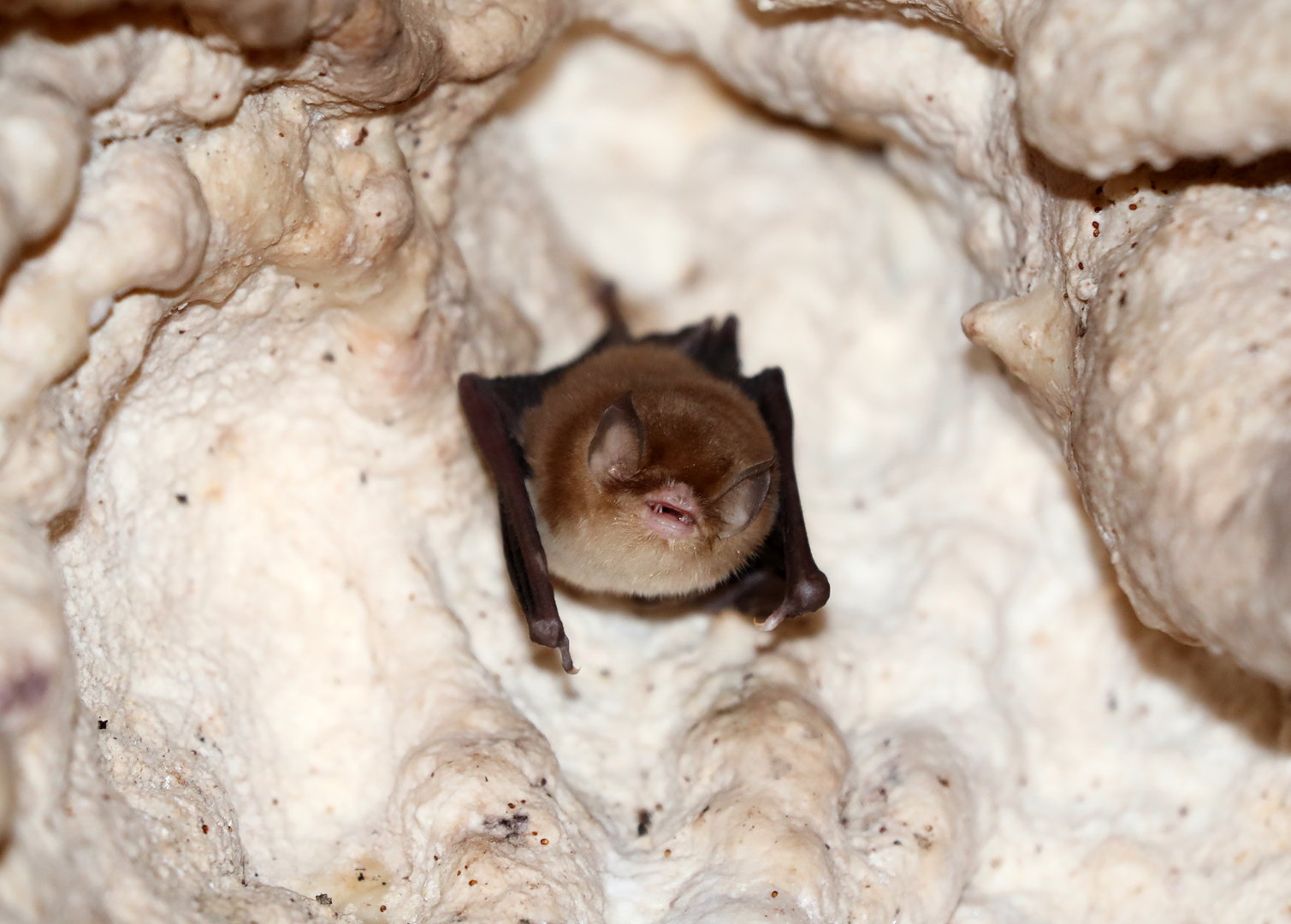 Mexican Funnel-eared Bat (Natalus mexicanus)