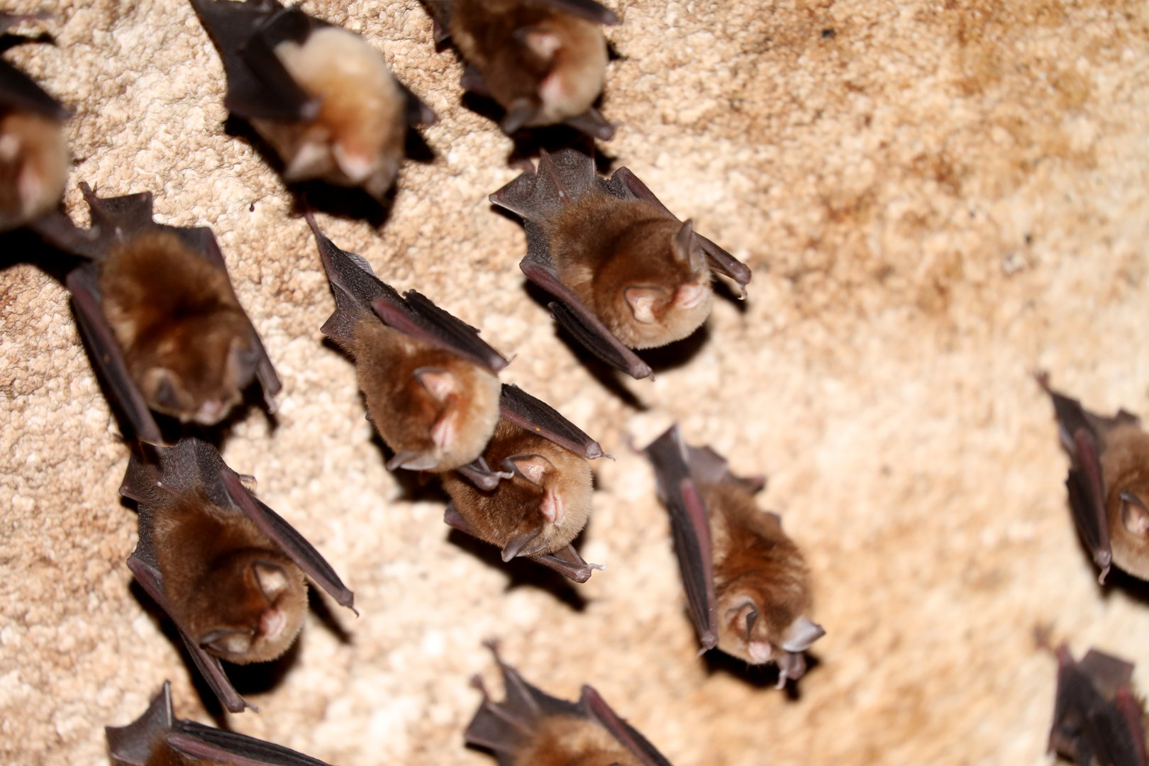 Mexican Funnel-eared Bat (Natalus mexicanus)