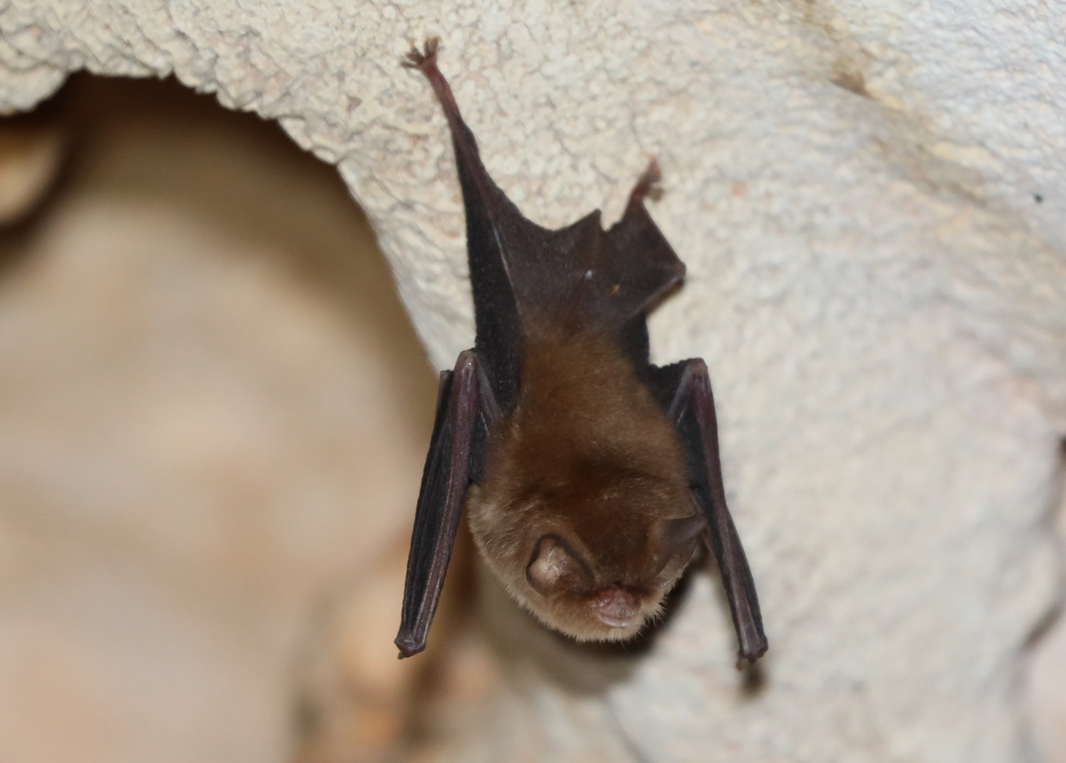 Mexican Funnel-eared Bat (Natalus mexicanus)