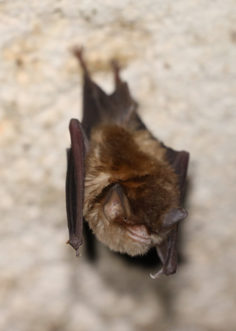 Mexican Funnel-eared Bat (Natalus mexicanus)