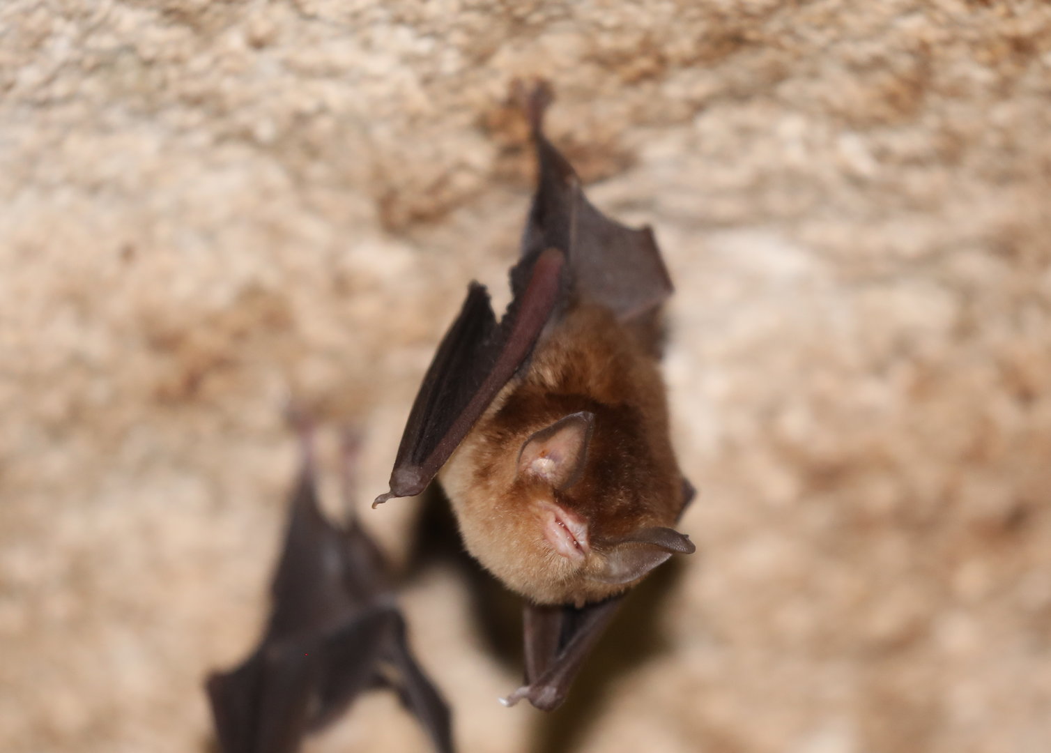 Mexican Funnel-eared Bat (Natalus mexicanus)