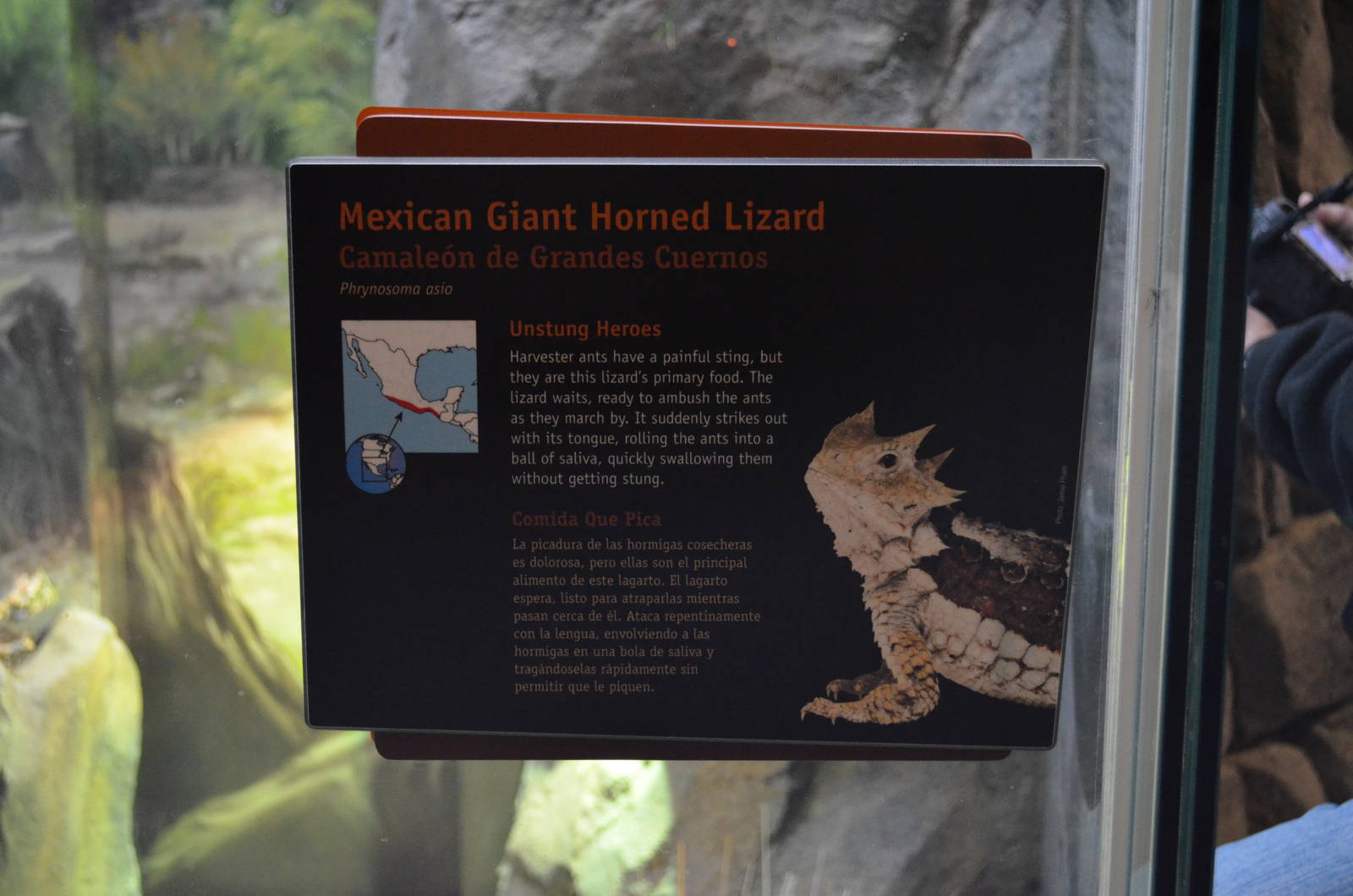 MEXICAN GIANT HORNED LIZARD SIGNAGE
