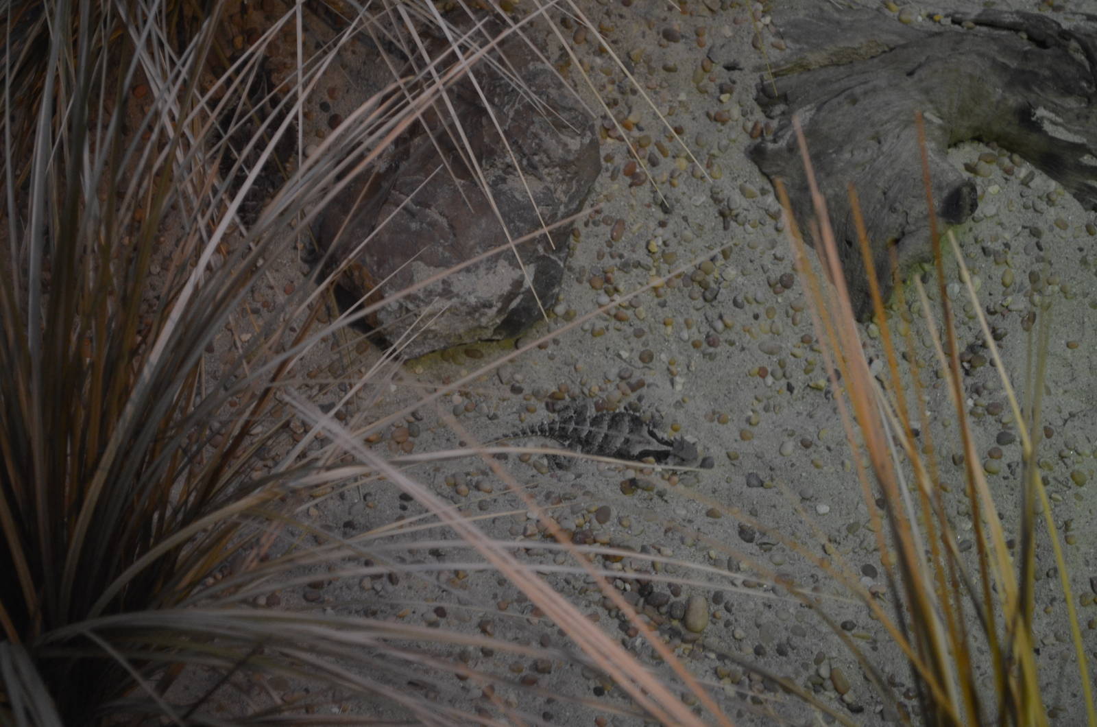 MEXICAN GIANT HORNED LIZARD
