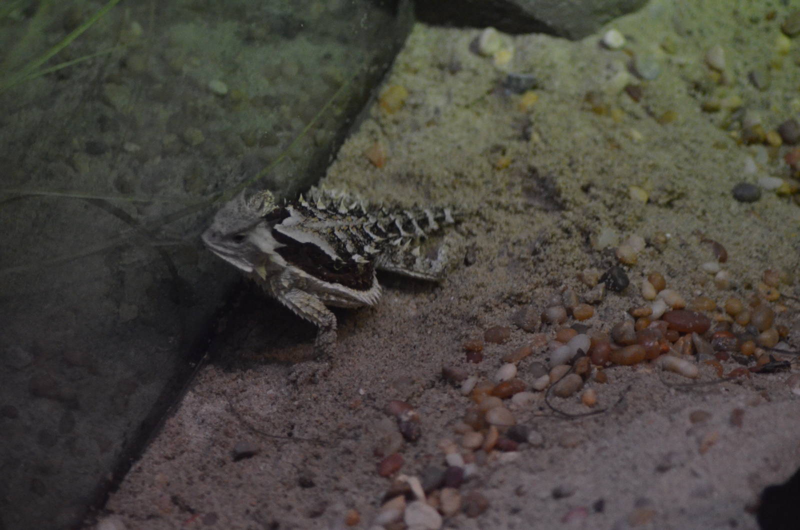 Mexican Giant Horned Lizard