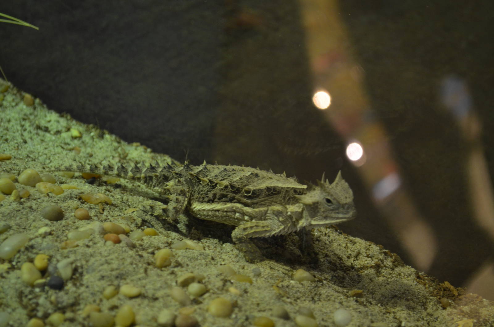 Mexican Giant Horned Lizard