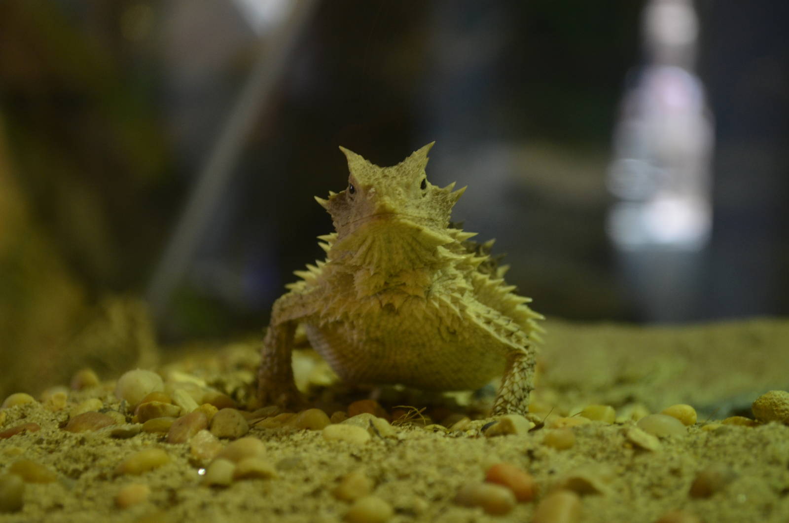Mexican Giant Horned Lizard