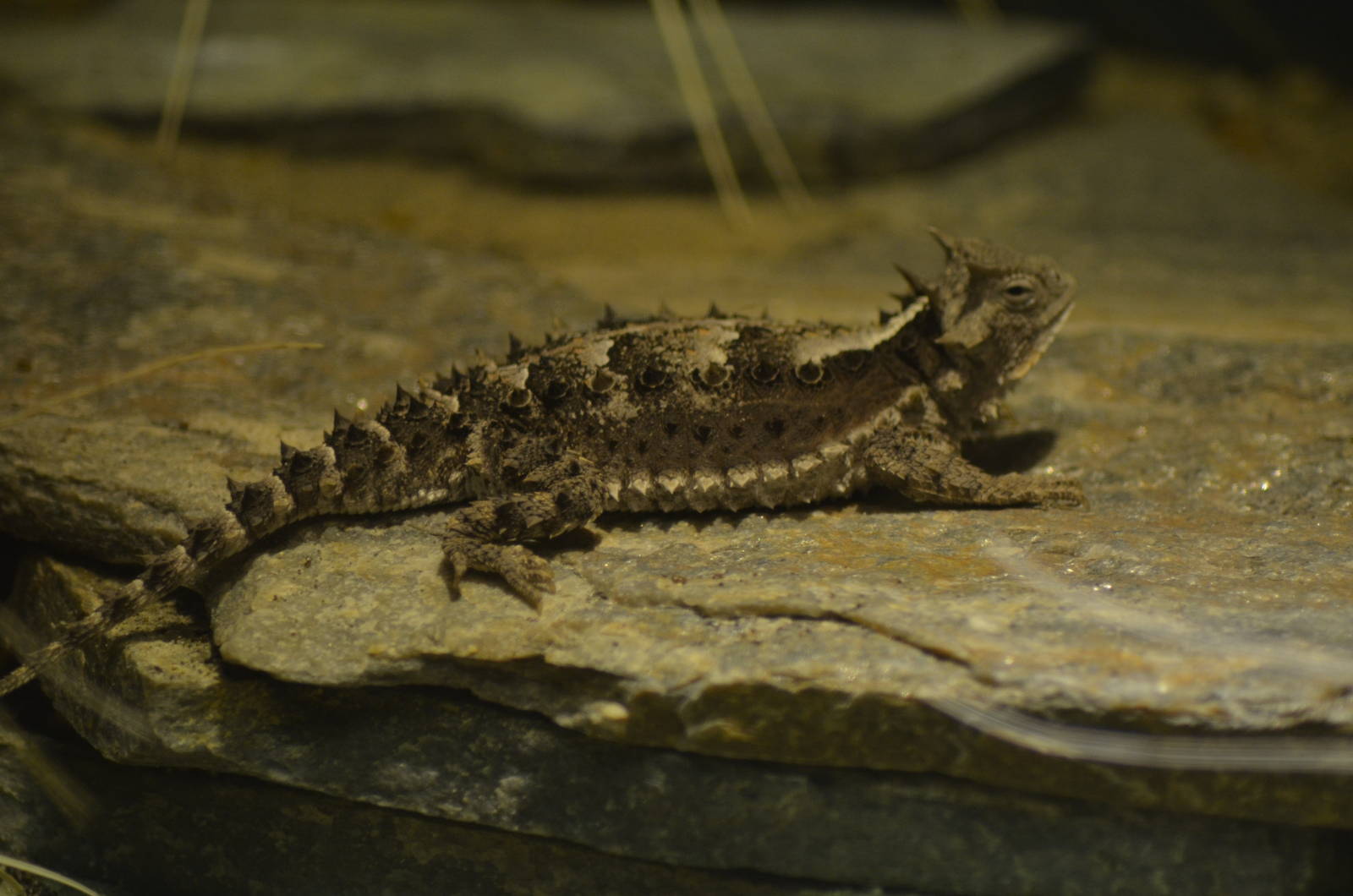 Mexican Giant Horned Lizard