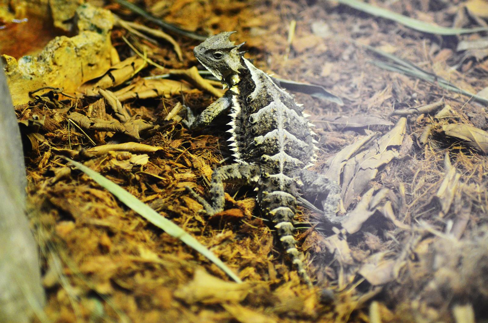 Mexican Giant Horned Lizard