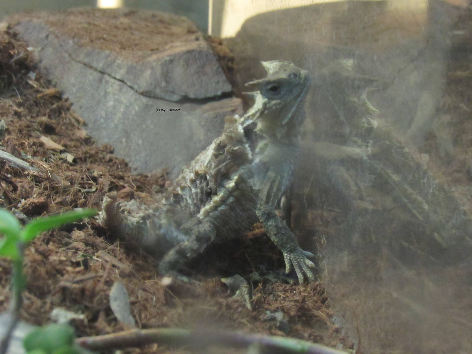 Mexican Giant Horned Lizard