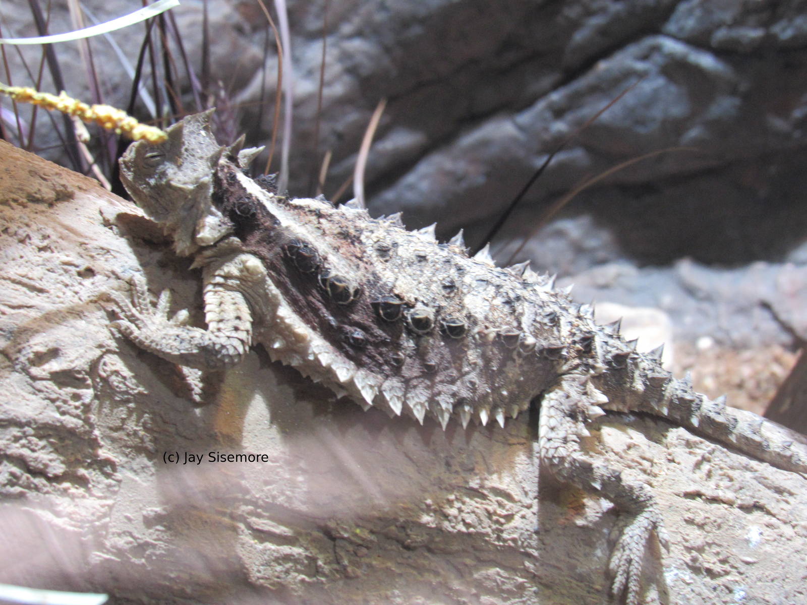 Mexican Giant Horned Lizard