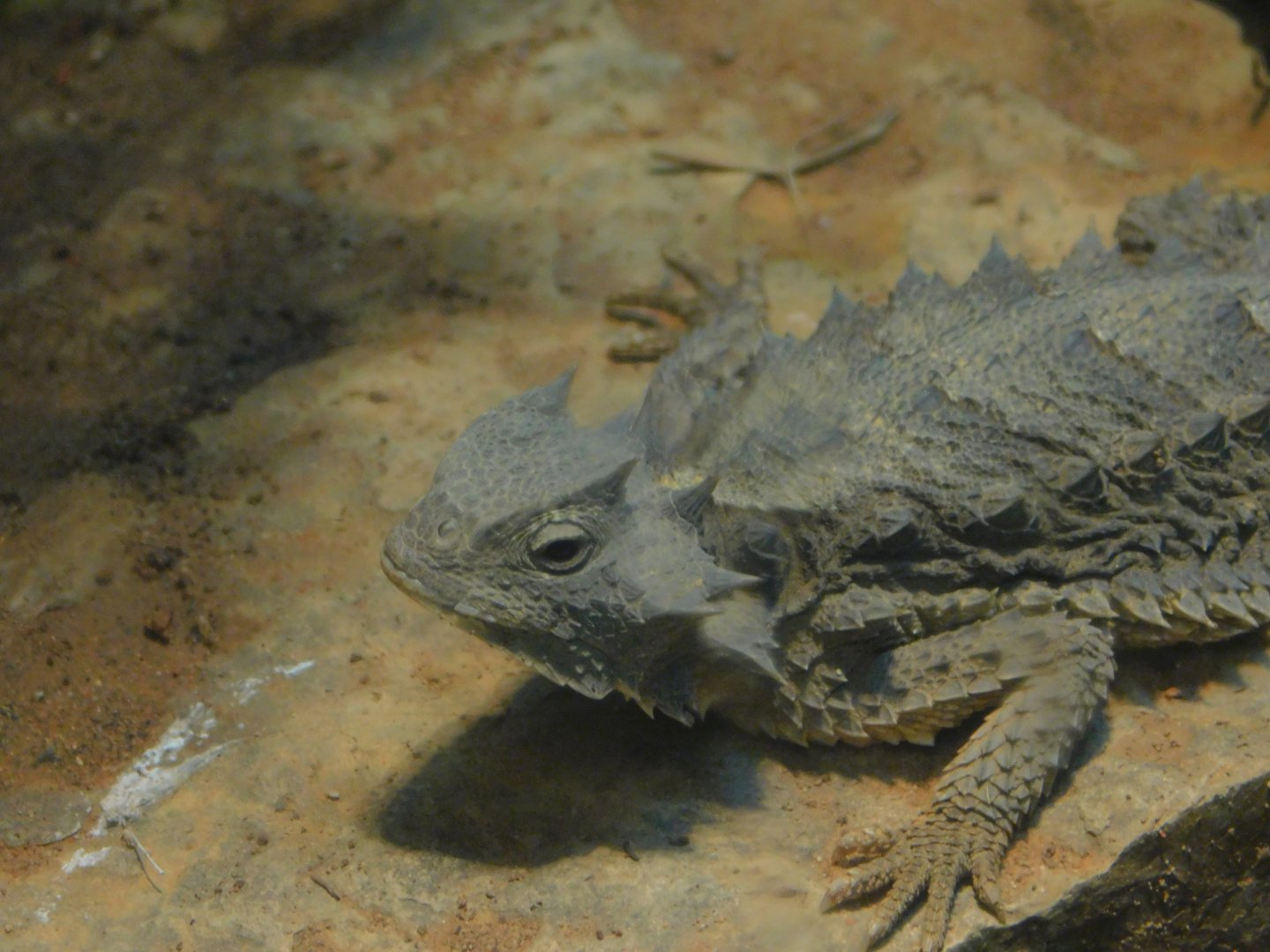 Mexican Giant Horned Lizard