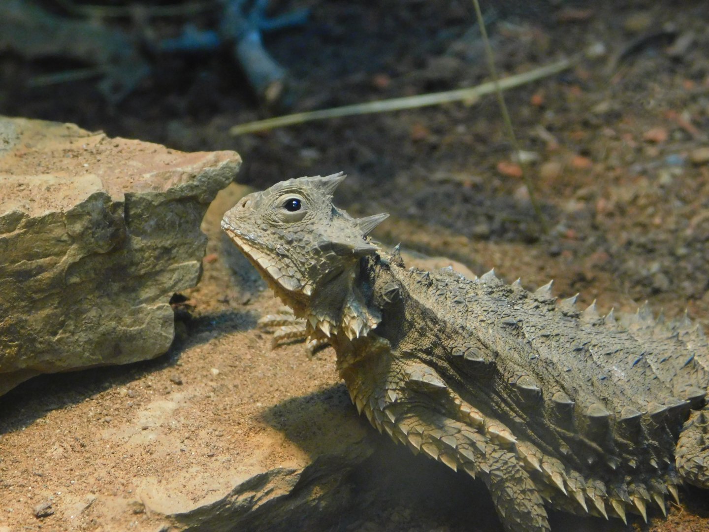 Mexican Giant Horned Lizard