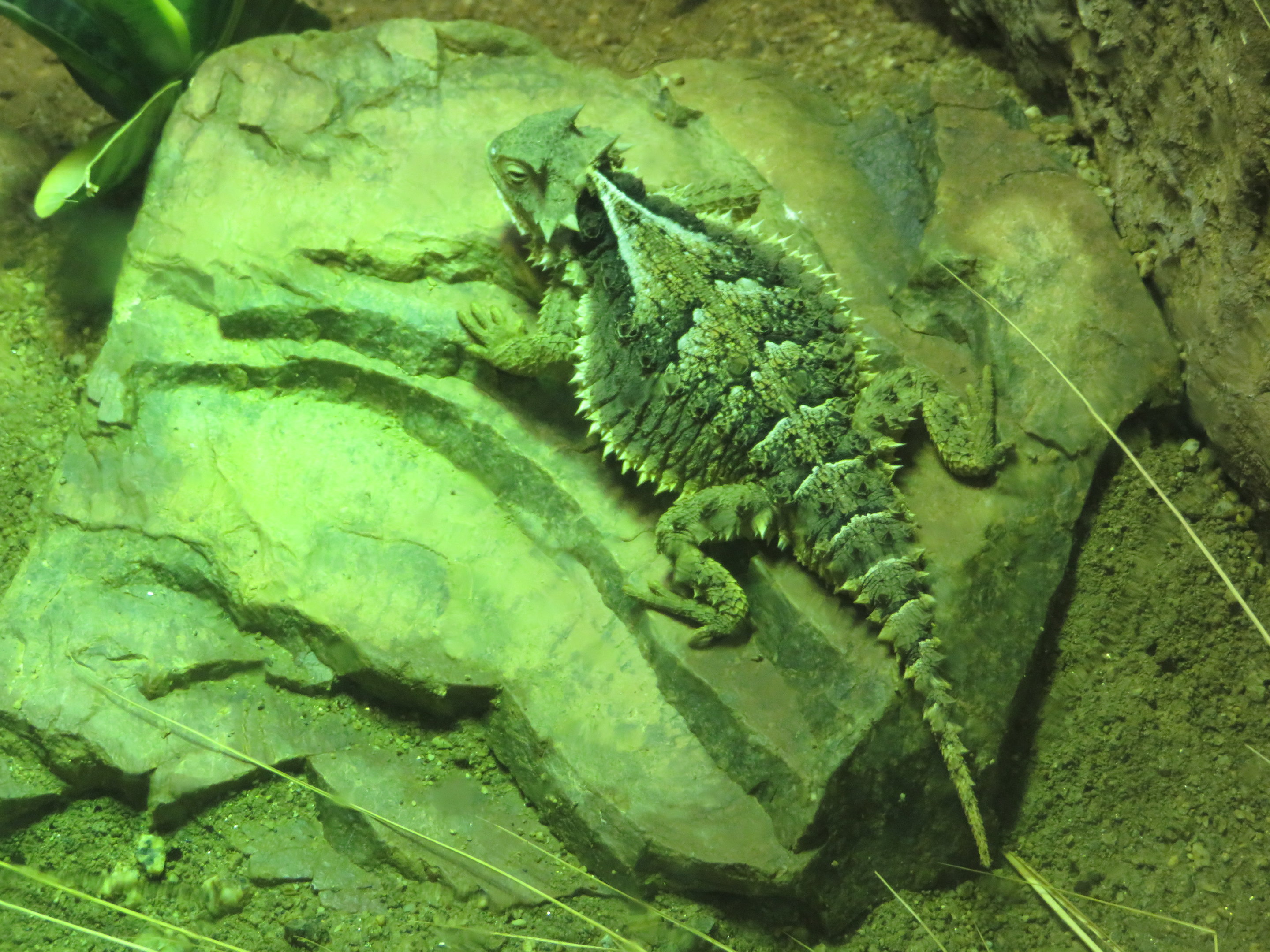 Mexican Giant Horned Lizard