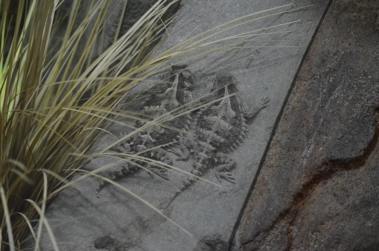 Mexican Giant Horned Lizards