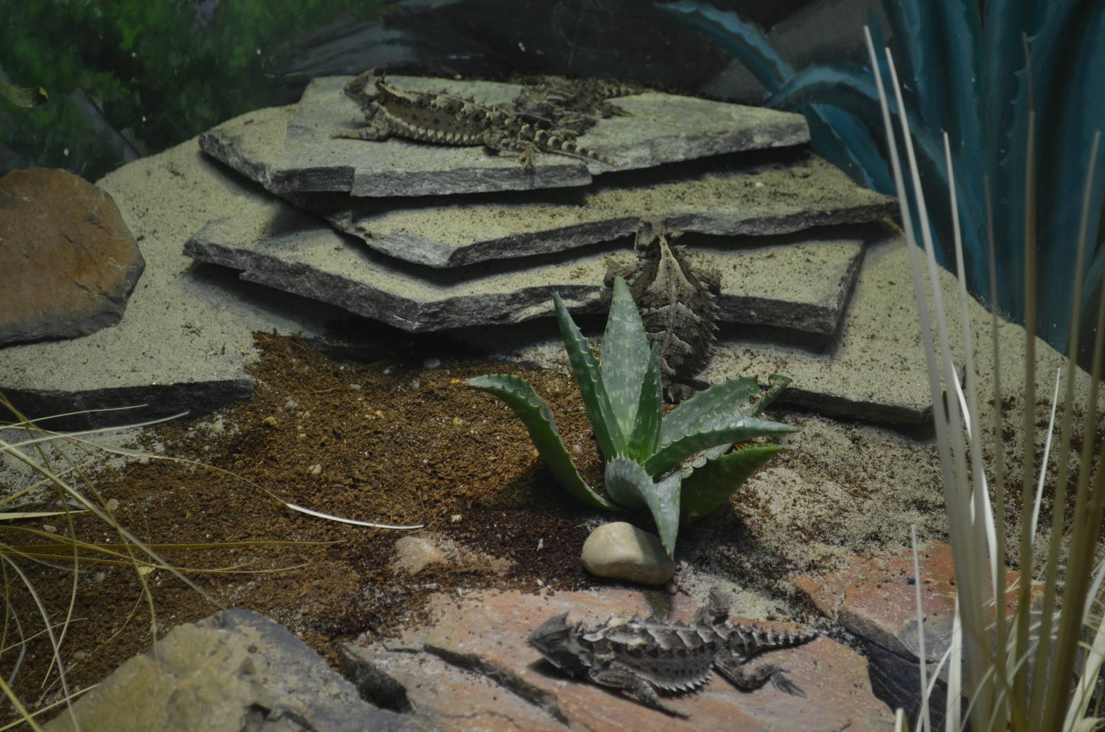 Mexican Giant Horned Lizards