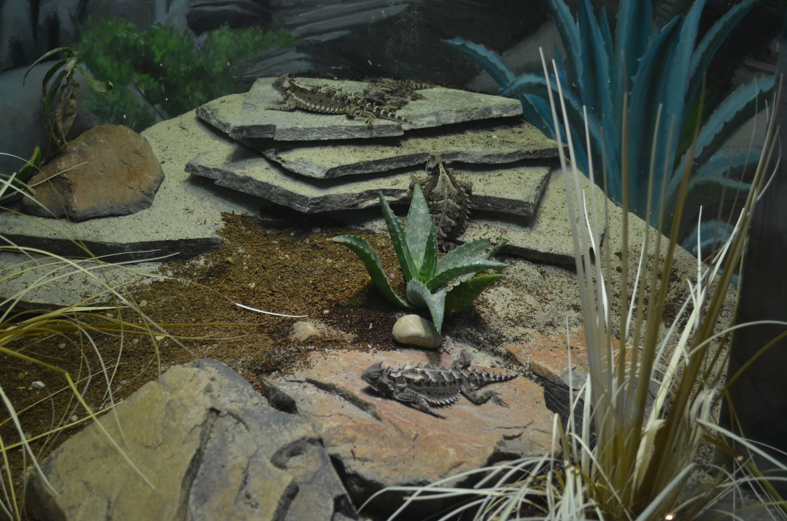 Mexican Giant Horned Lizards
