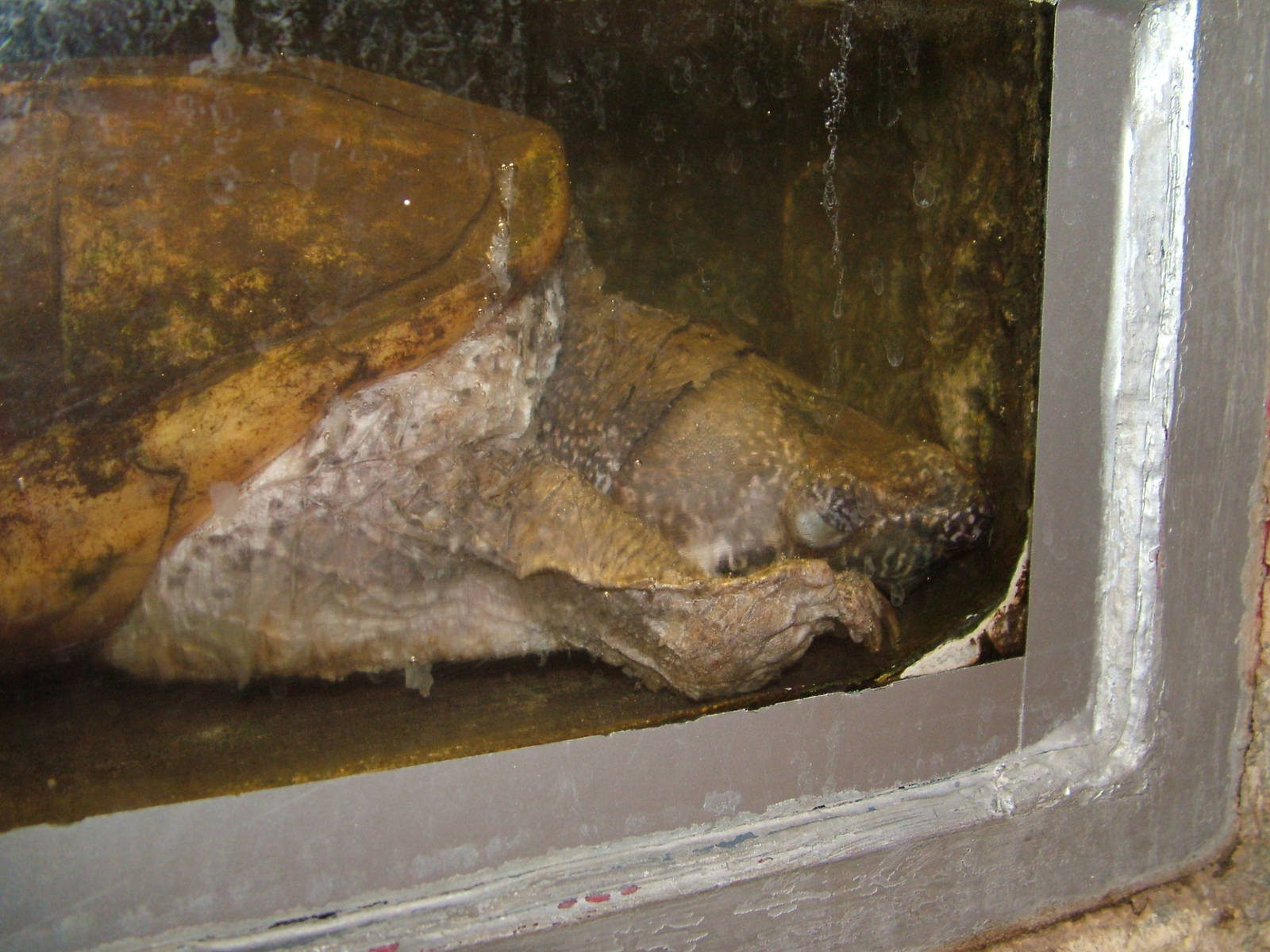 Mexican Giant Musk Turtle at Tierpark Berlin, 30/08/11