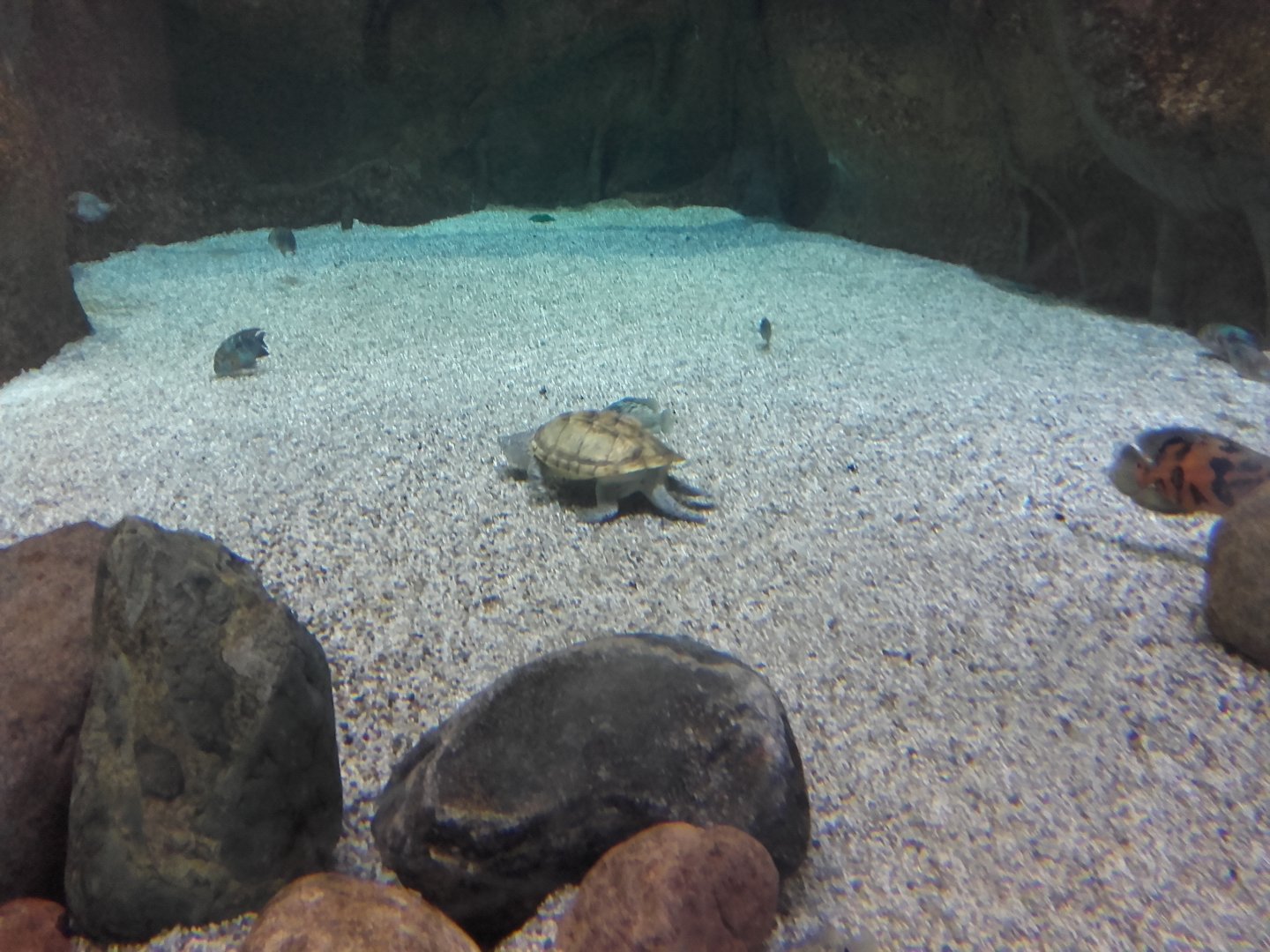 Mexican giant musk turtle