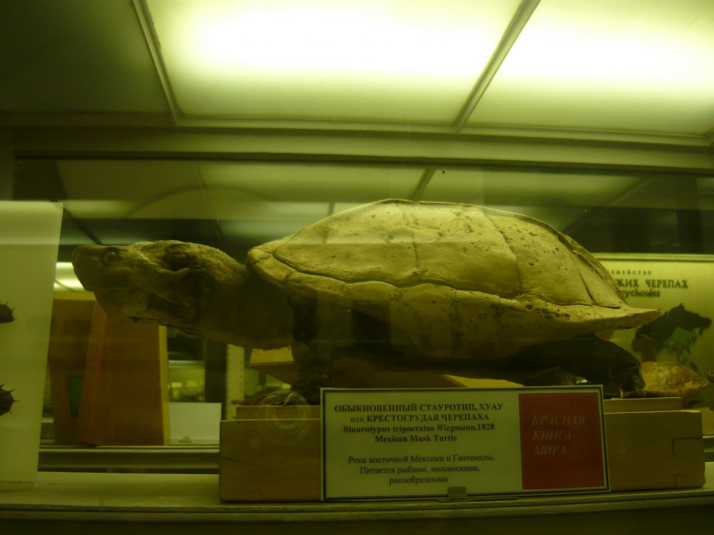 Mexican giant musk turtle
