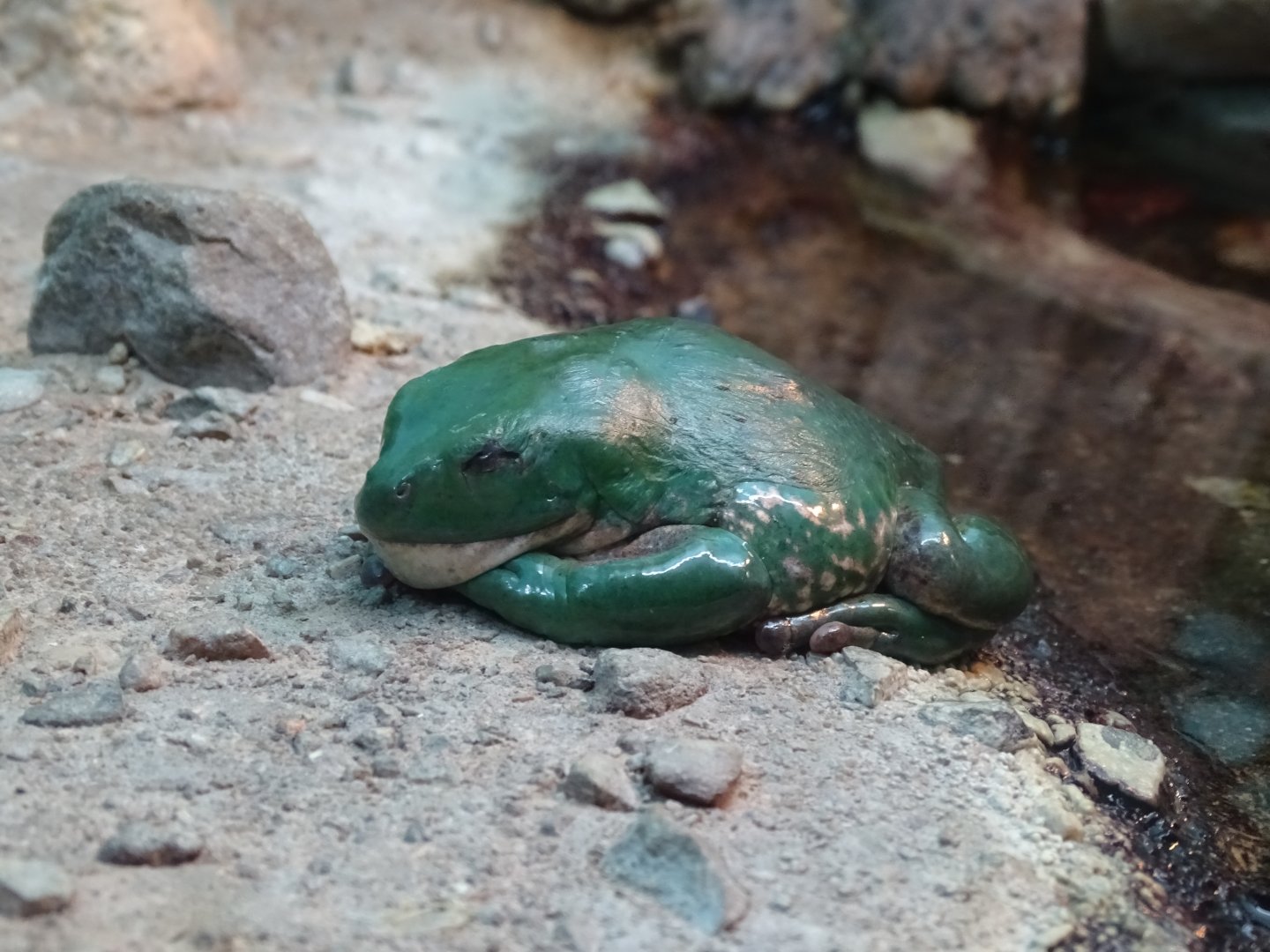 Mexican giant tree frog (Agalychnis dacnicolor)
