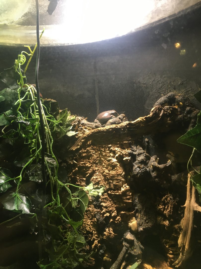 Mexican Giant Tree Frog? (Did I get this right?)