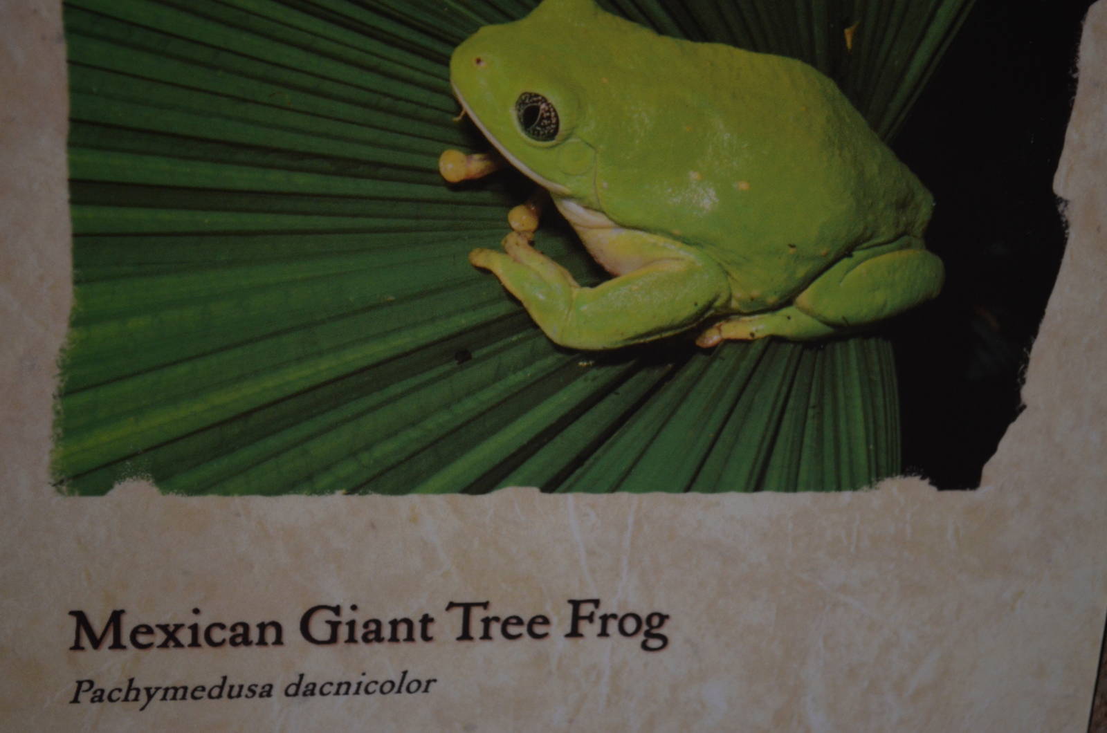 Mexican Giant Tree Frog Signage