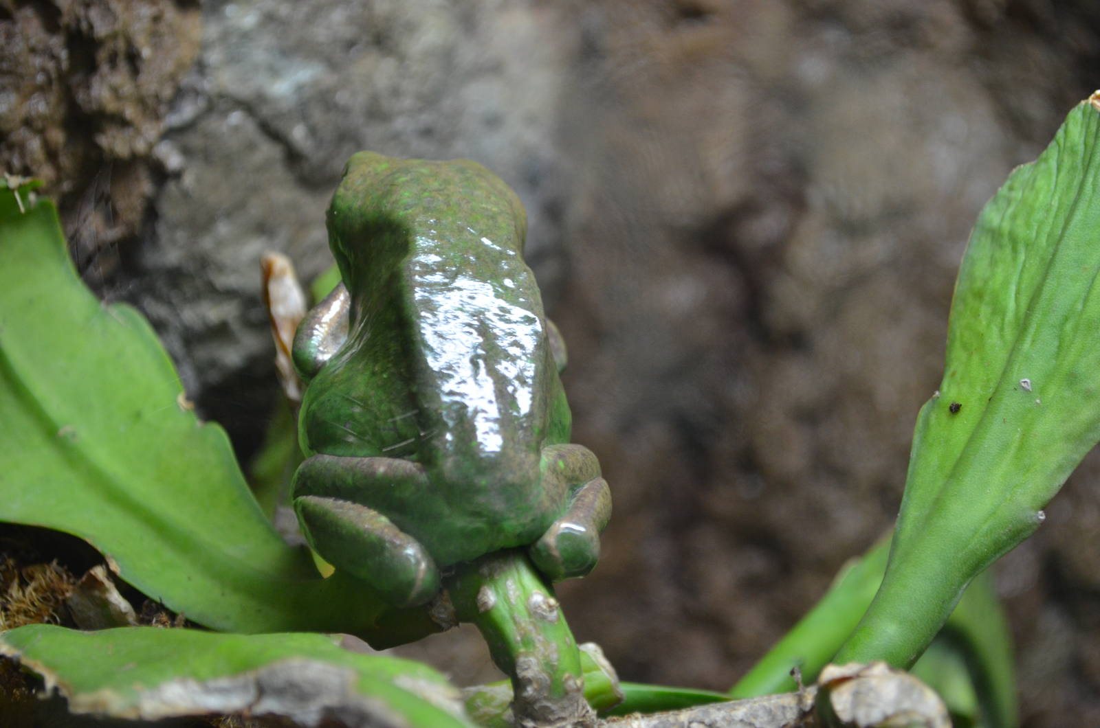 Mexican Giant Tree Frog