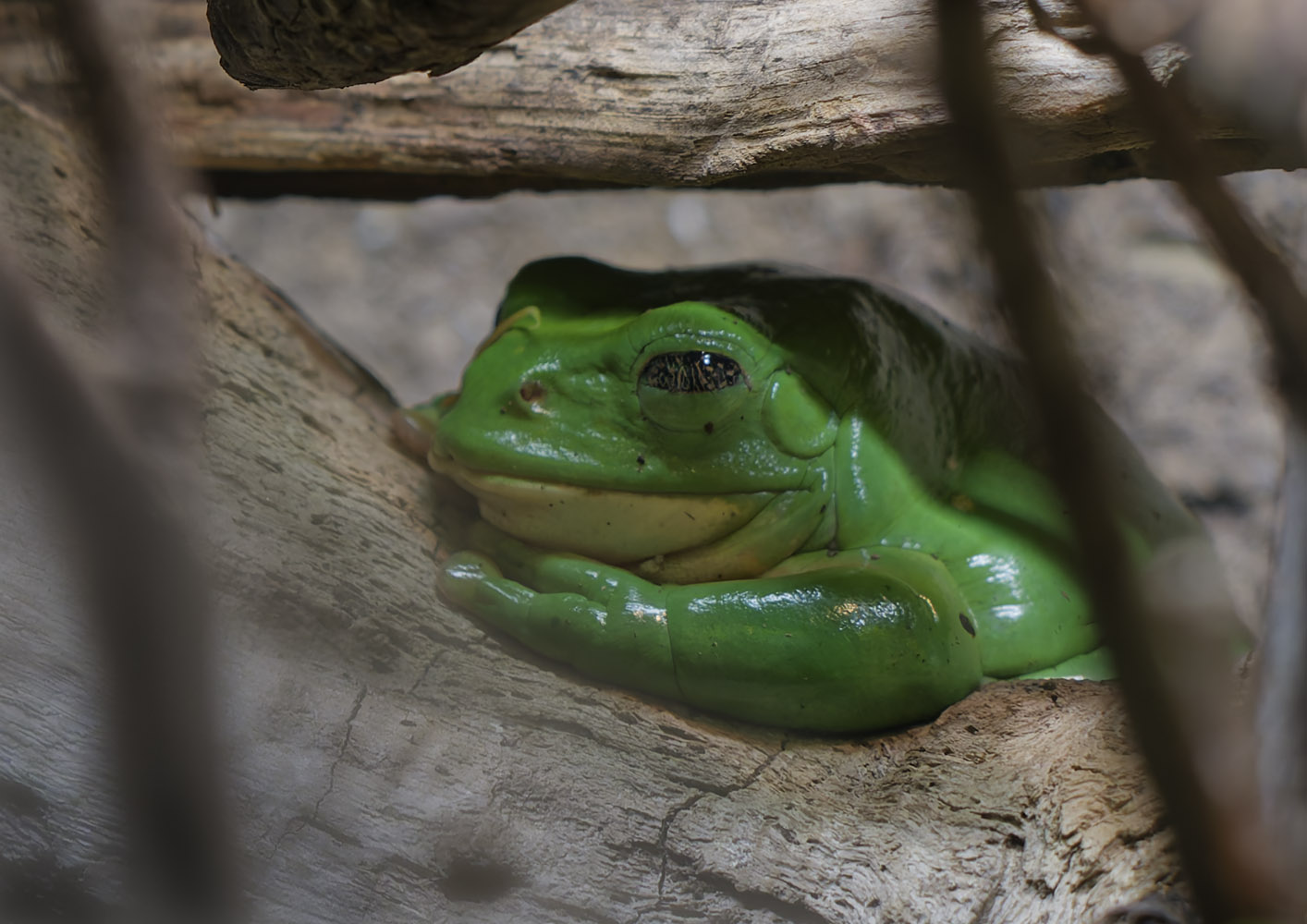 Mexican giant tree frog