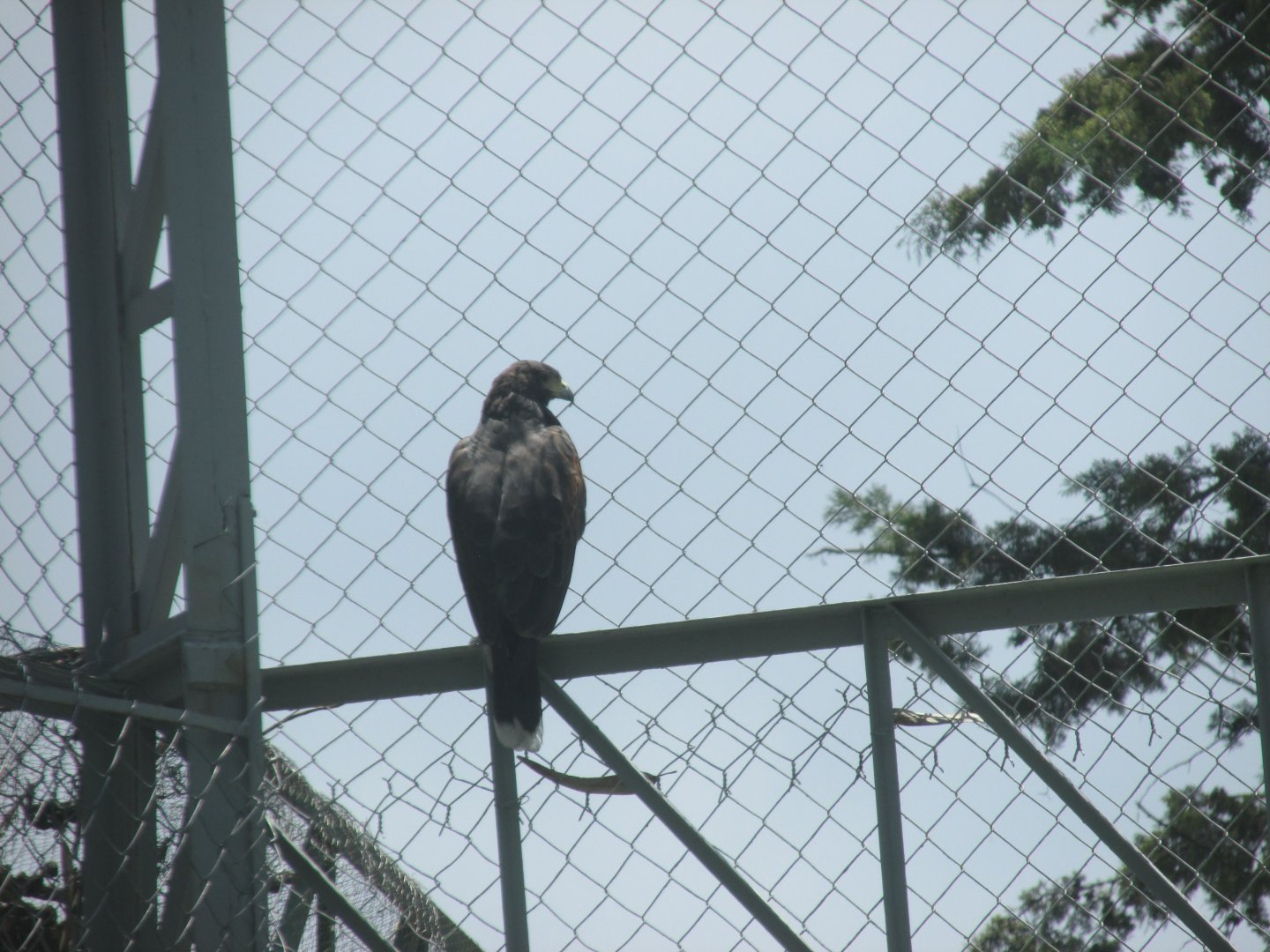 MEXICAN GOLDEN EAGLE