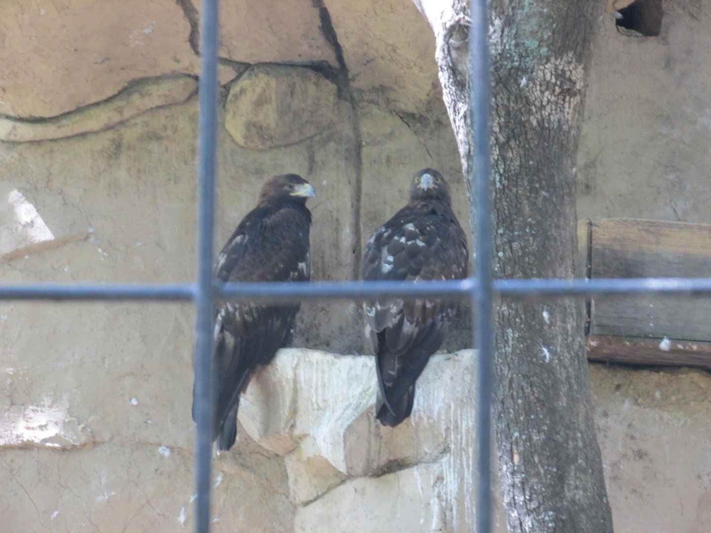 MEXICAN GOLDEN EAGLES
